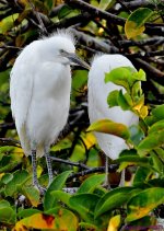 DSC_7828_001.JPG