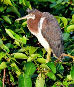 DSC_7833_001.JPG