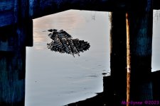 DSC_7836_001.JPG