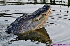 DSC_7838_001.JPG