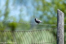 RD5_1728-Bobolink.jpg