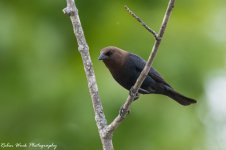 RD5_1894-Male Cowbird.jpg