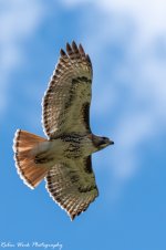 RD5_1660-Redtail Hawk.jpg