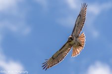 RD5_1663-Redtail Hawk.jpg