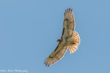 RD5_1665-Redtail Hawk.jpg