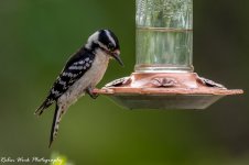 RD5_1898-Downy Woodpecker.jpg