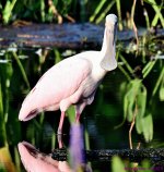 DSC_7871_001.JPG