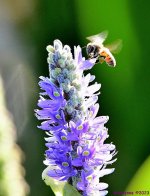 DSC_7910_001.JPG