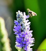 DSC_7911_001.JPG