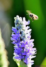 DSC_7915_001.JPG