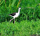 DSC_7960_001.JPG