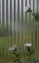 CistusWindow.jpg