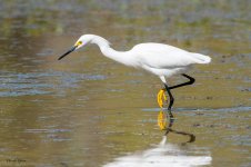 SnowyEgretCrawdad-626.jpg