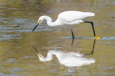 SnowyEgretCrawdad-627.jpg