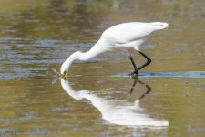 SnowyEgretCrawdad-628.jpg