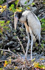 DSC_8025_001.JPG