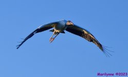DSC_8033_001.JPG