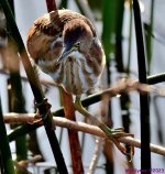DSC_8056_001.JPG