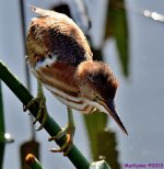 DSC_8069_001.JPG