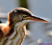 DSC_8120_001.JPG