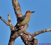 DSC_8138_001.JPG