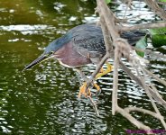 DSC_8175_001.JPG