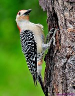 DSC_8213_001.JPG