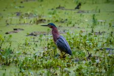_DAB9490-DeNoiseAI-low-light.jpg