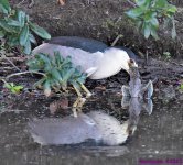 DSC_8293_001.JPG