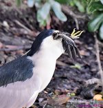 DSC_8334_001.JPG