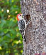 DSC_8365_001.JPG
