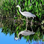 DSC_8389_001.JPG