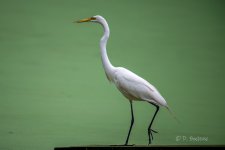 _DAB9342-DeNoiseAI-low-light-3.jpg