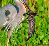 DSC_8474_001.JPG