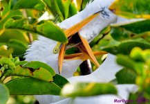 DSC_8531_001.JPG