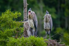 _DAB9332-DeNoiseAI-low-light.jpg