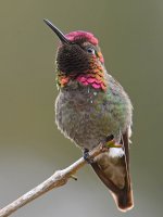 Hummer5.jpg
