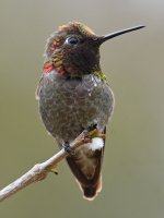 Hummer14.jpg