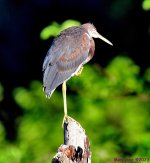 DSC_8590_001.JPG