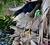 DSC_8625_001.JPG