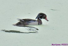 DSC_8637_001.JPG
