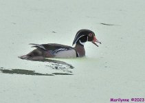DSC_8638_001.JPG