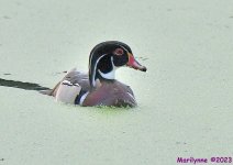 DSC_8641_001.JPG