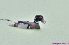 DSC_8643_001.JPG