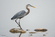 GBH-652.jpg