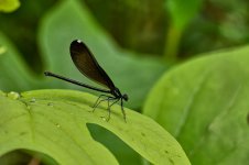 Indigo Damsel Fly.jpg