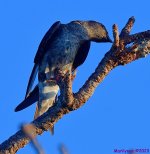 DSC_8689_001.JPG