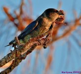DSC_8698_001.JPG