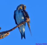 DSC_8699_001.JPG