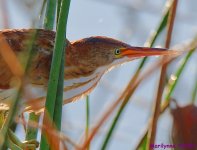 DSC_8717_001.JPG